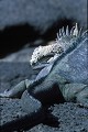 Iguanes marins (Amblyrhynchus cristatus)  - île de Fernandina - Galapagos Ref:36866